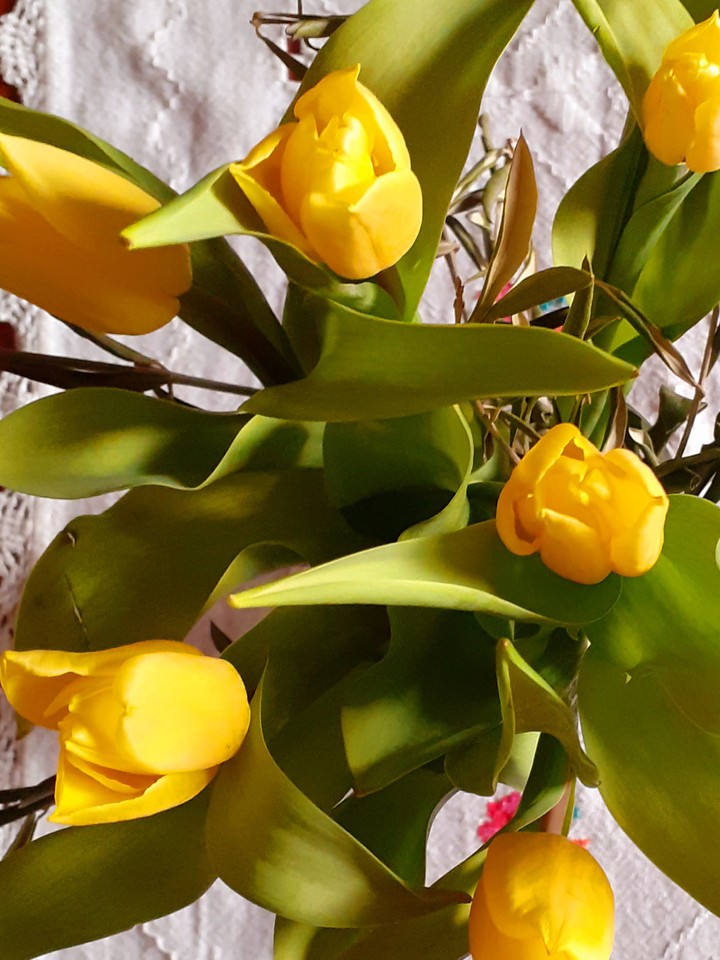 tulipani