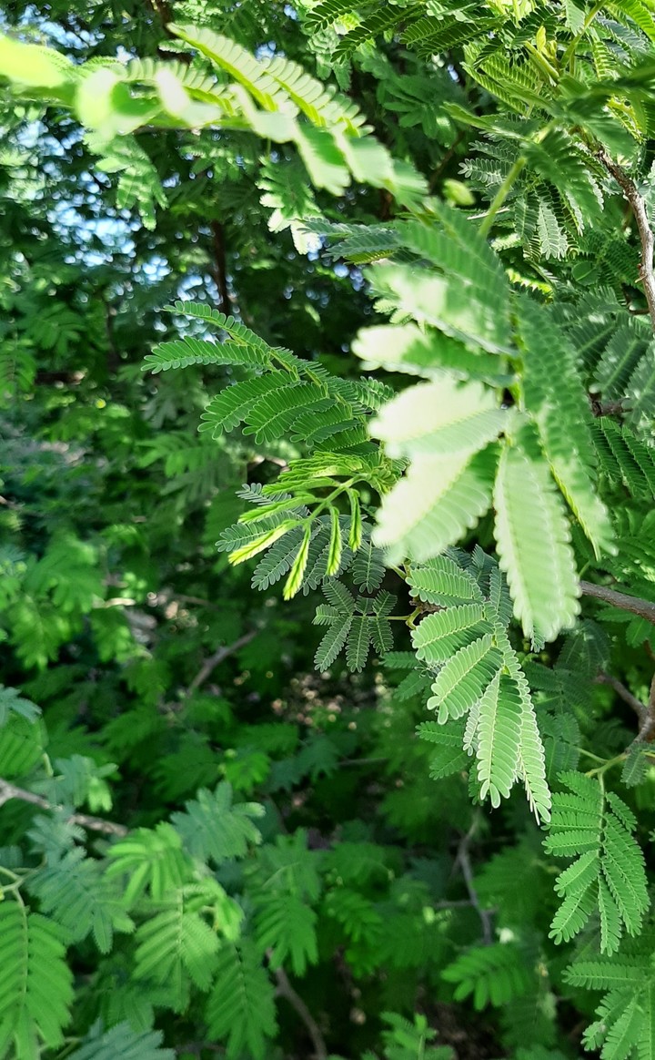 Nature