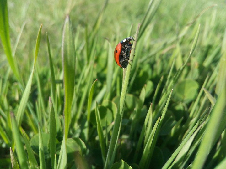 ladybug