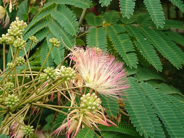 blossom