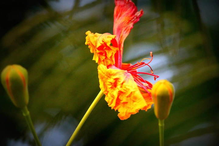 Bloom like fire