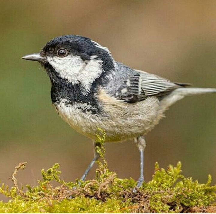 bird