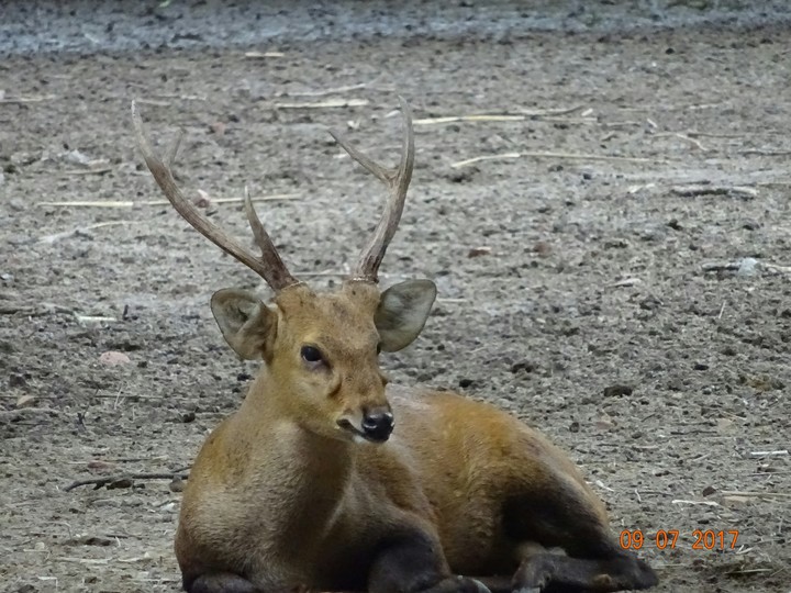 Deer