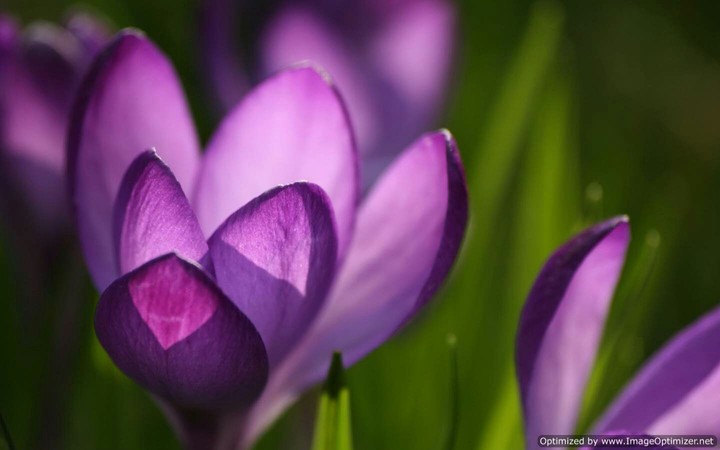 purple flower