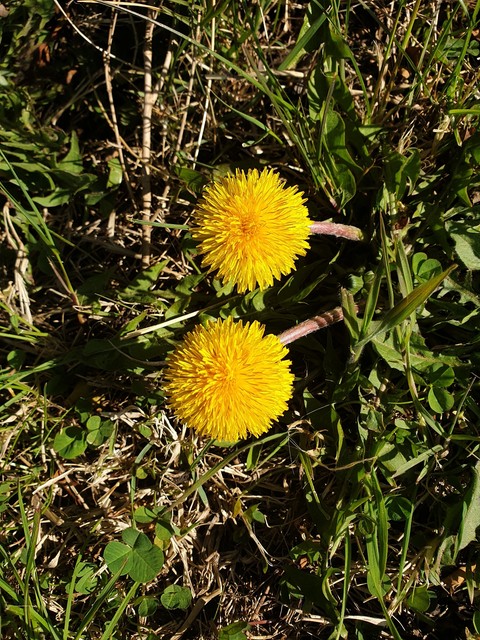spring flawers