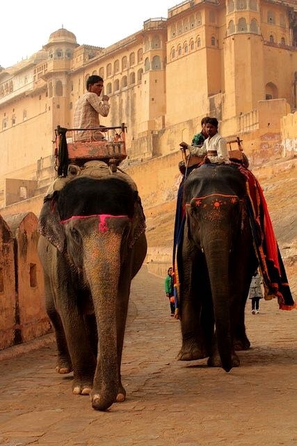 Elephant