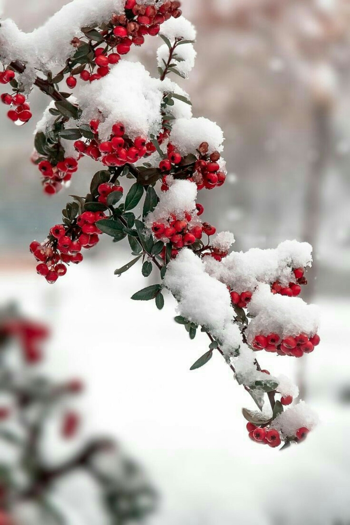 Berries