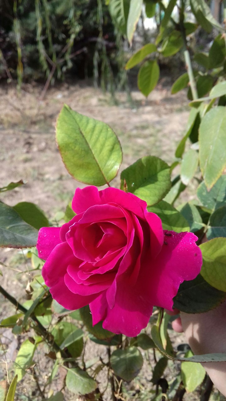rose
