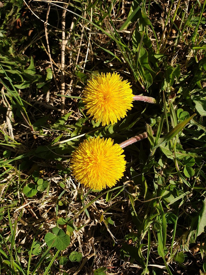 spring flawers