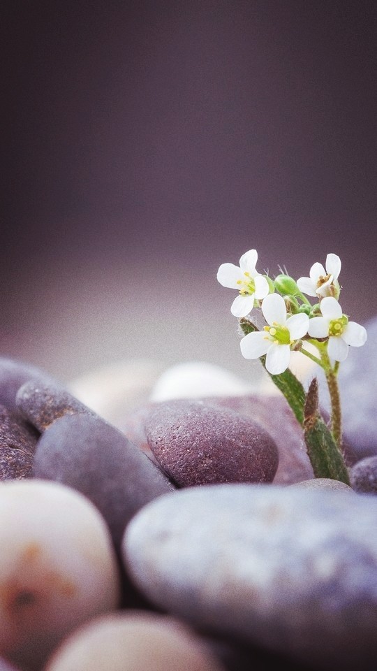 #flowers