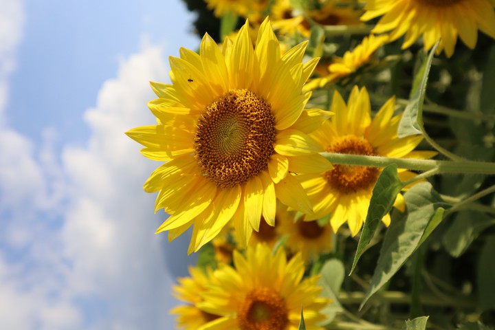 sunflowers
