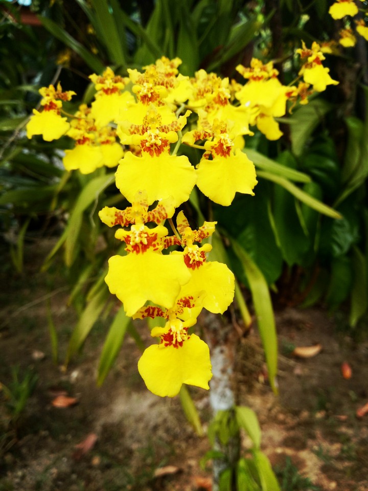 flower