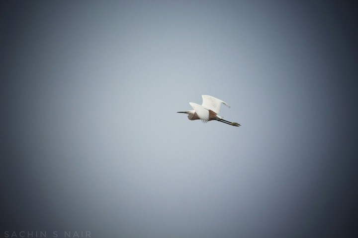Bird