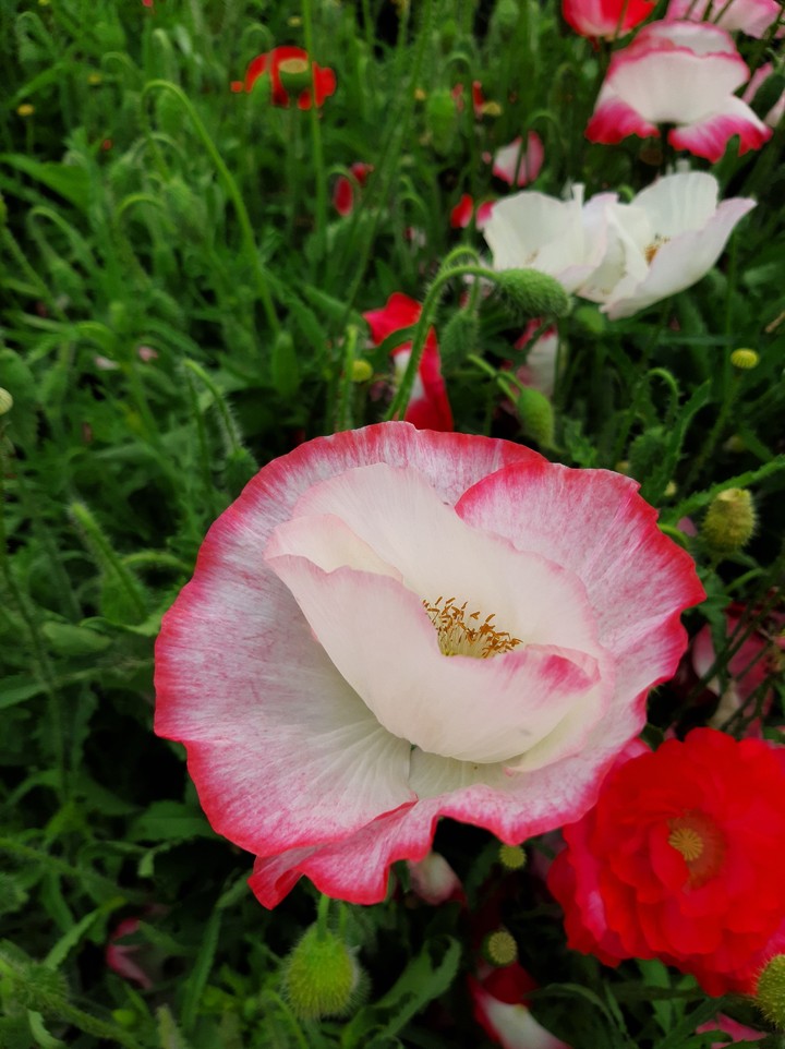 poppy flower