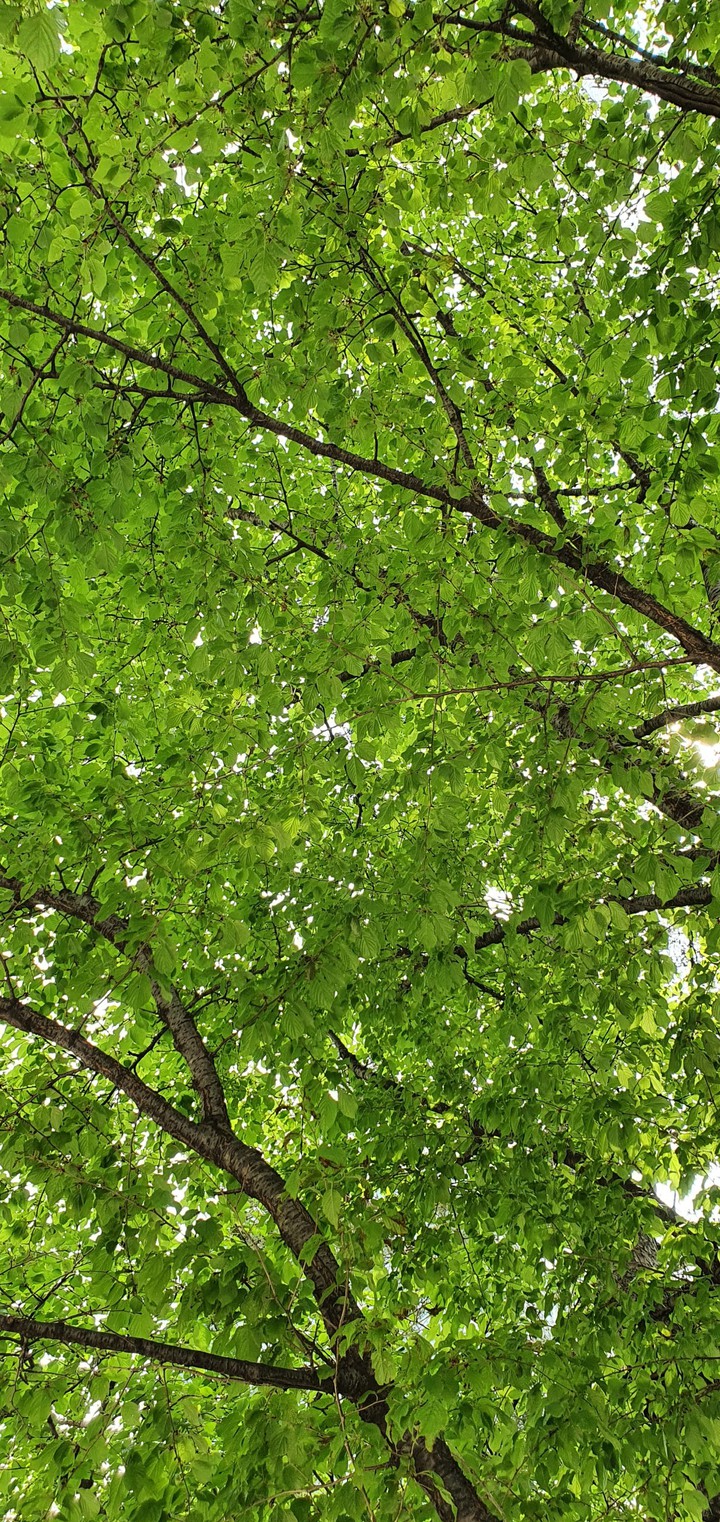 Green leaves