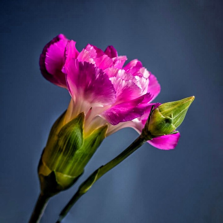 Carnation