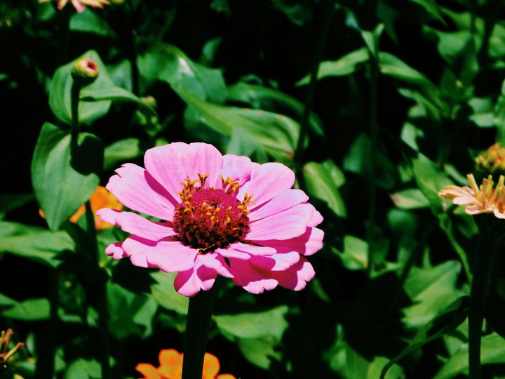 pink flower