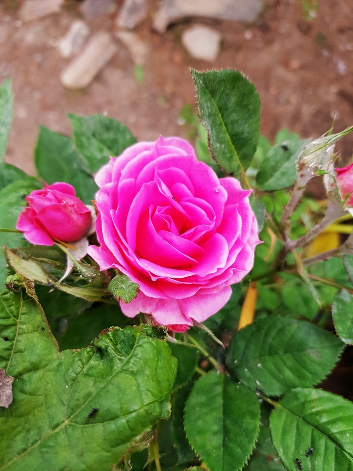 garden in april