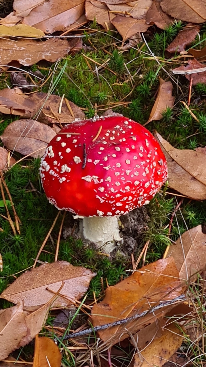 op een grote Paddenstoel,rood mét witte stippen,