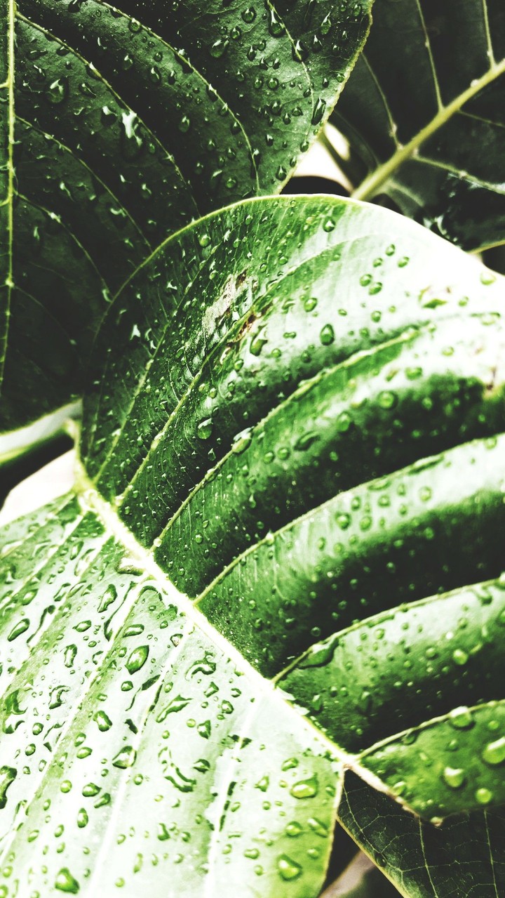 #wet leaf