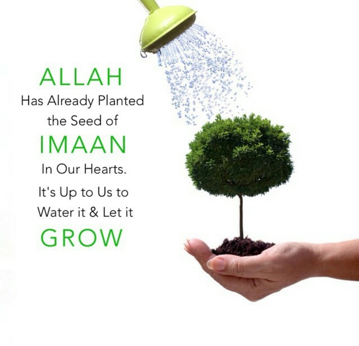 Seed of Imaan