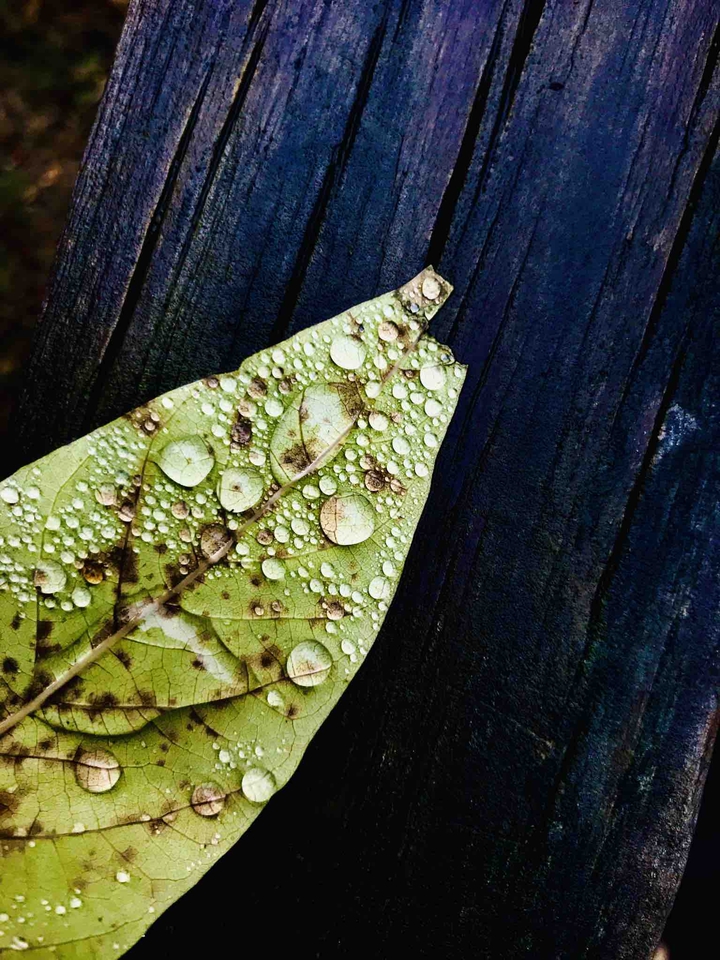 clear and Transparent