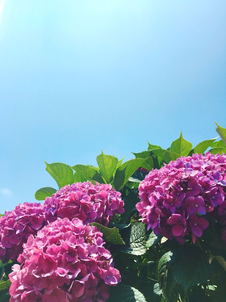 Summer Hydrangea