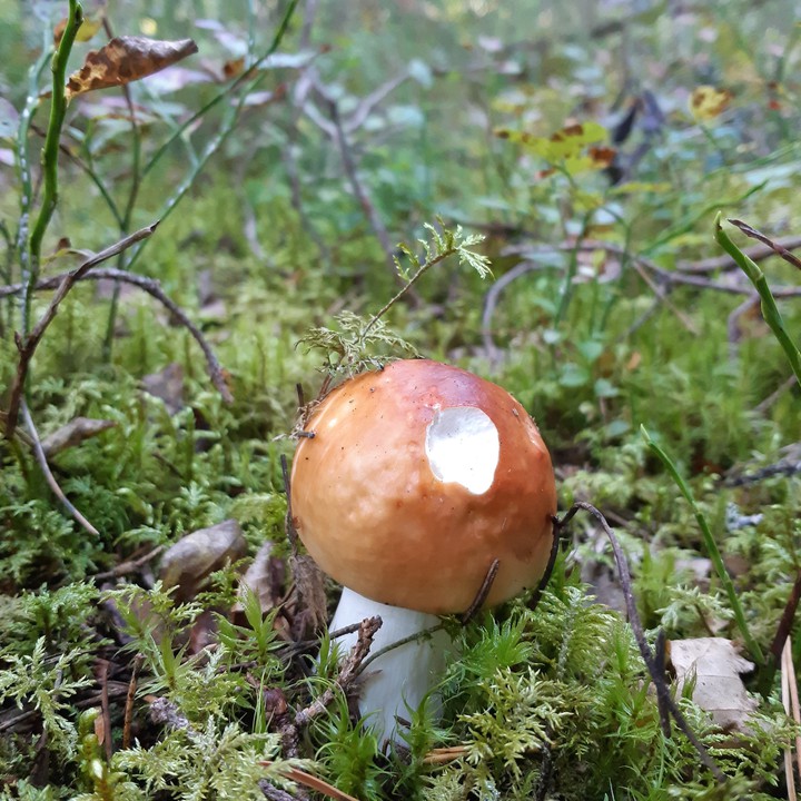 51