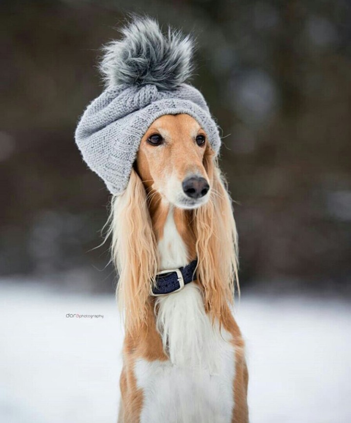 Салюки