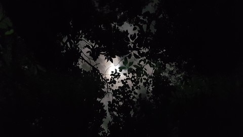 Daintree rainforest by moonlight