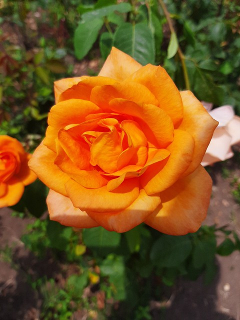 rose