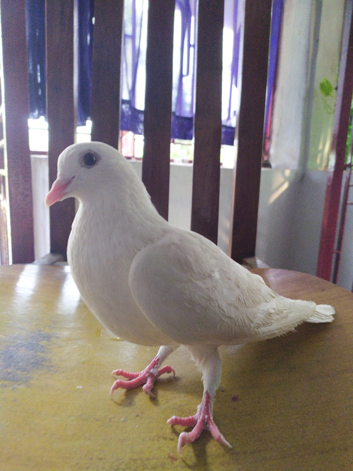 The White Dove