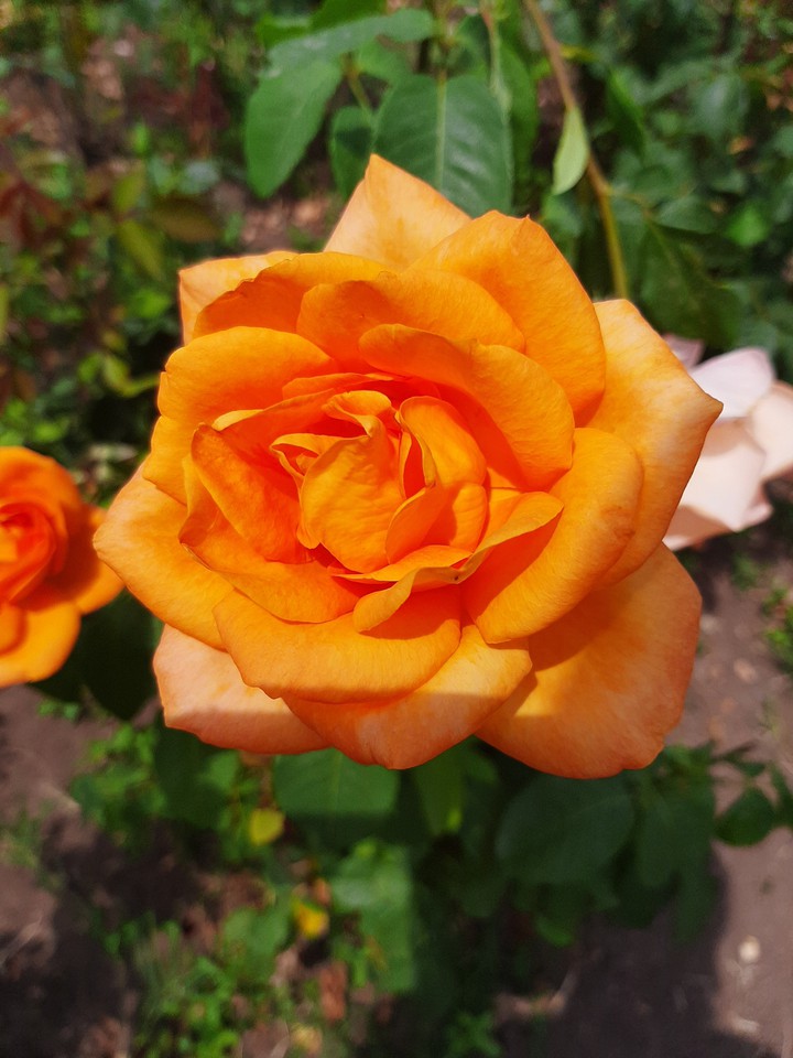 rose