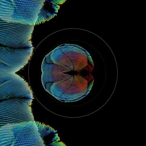 Brain? Scan