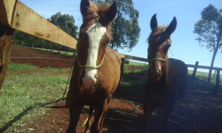cavalos