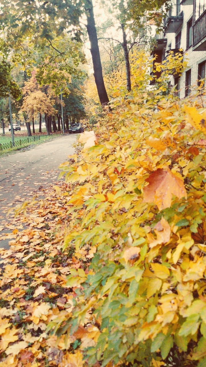 осень, чудесное время года...
