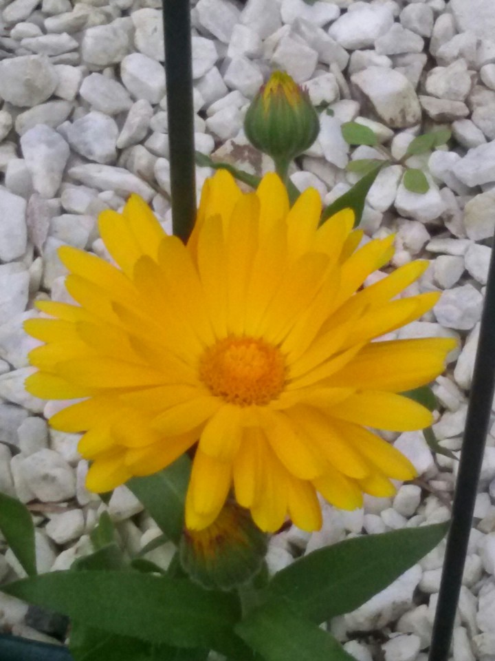 Gelbe Blüte