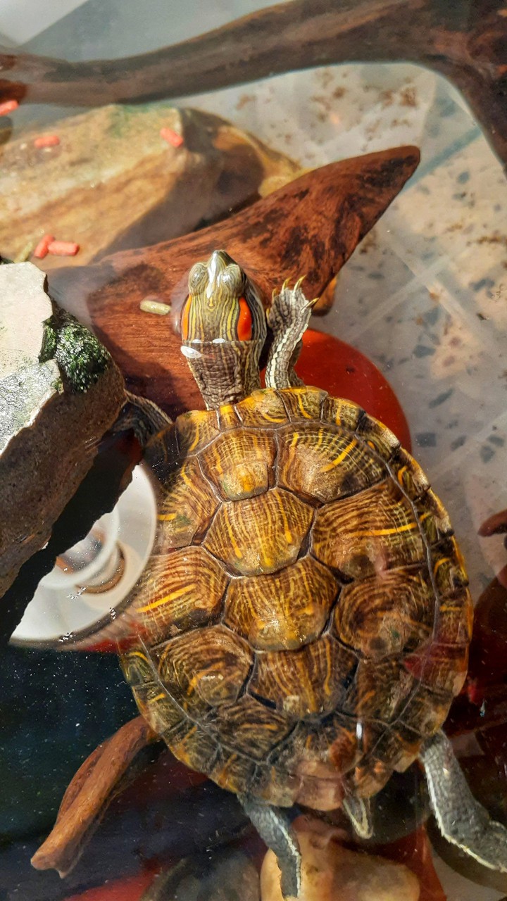turtle