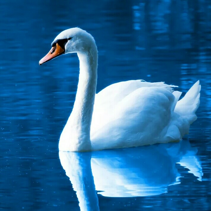 Beautiful Swan