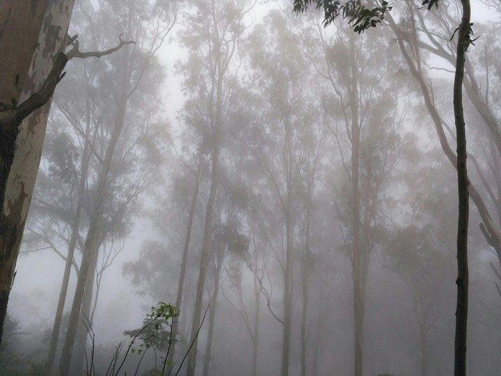 misty Forrest