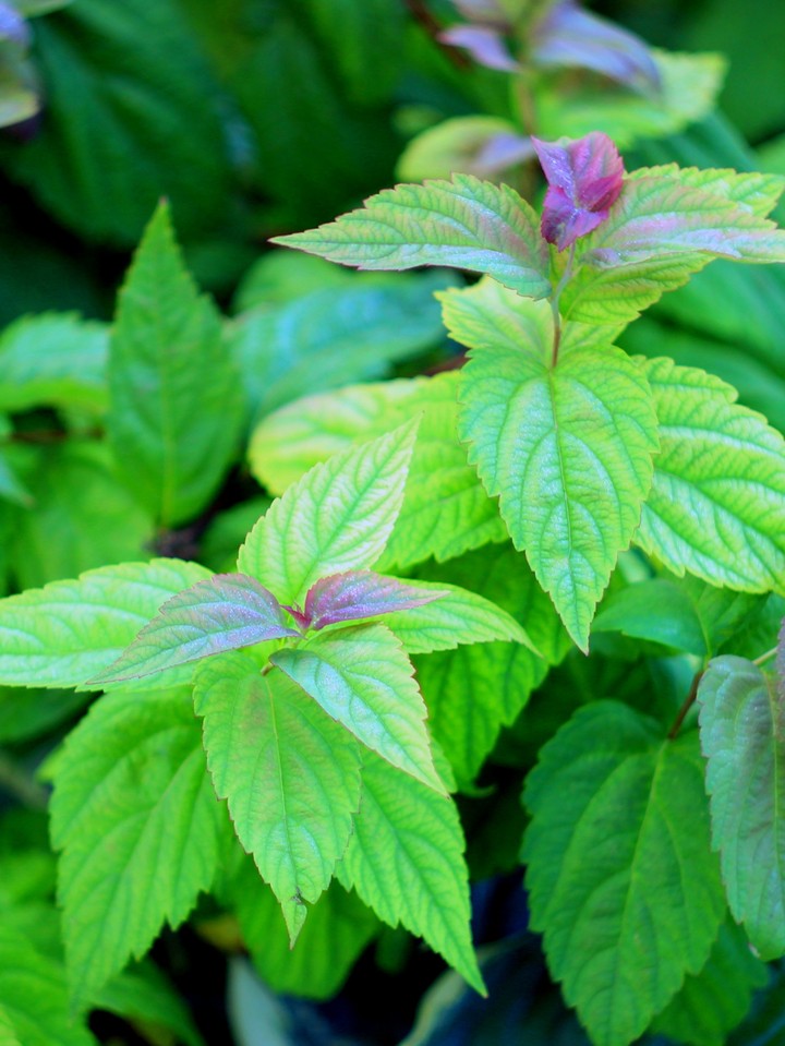 Beautiful leaves