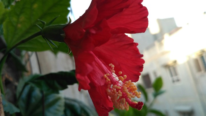 Newborn Red flower