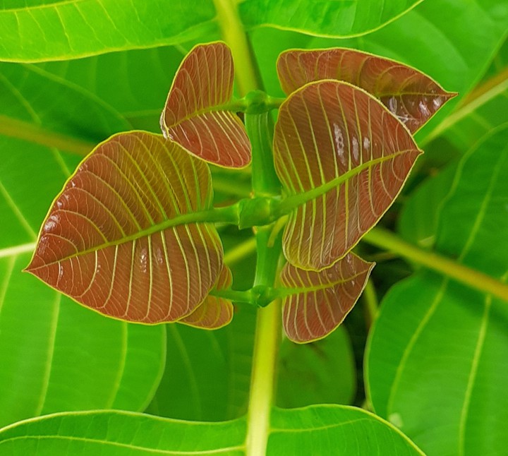 kodom tree, Leaf.