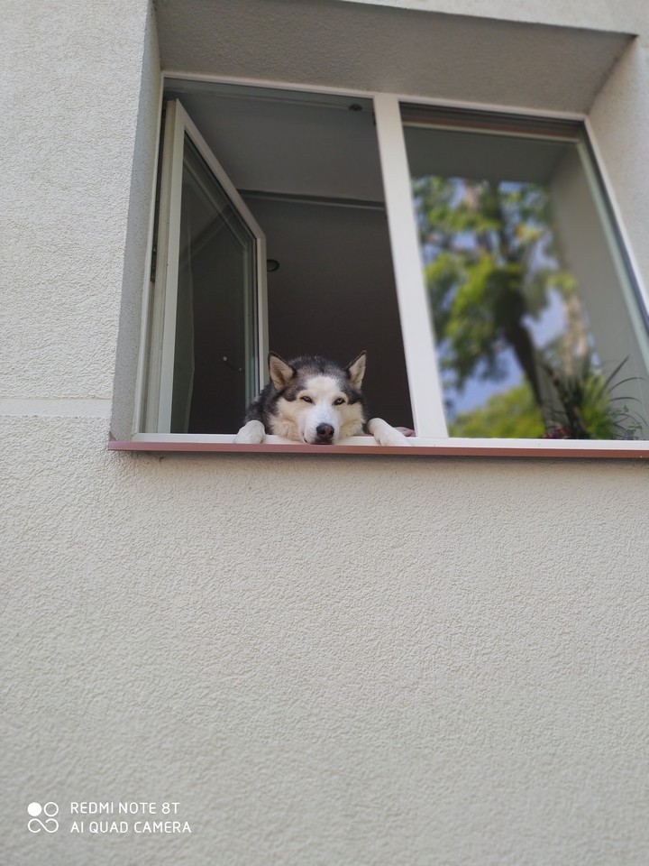 husky