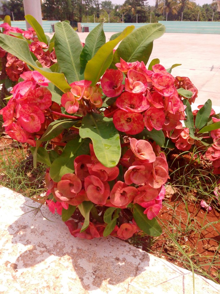 red flower