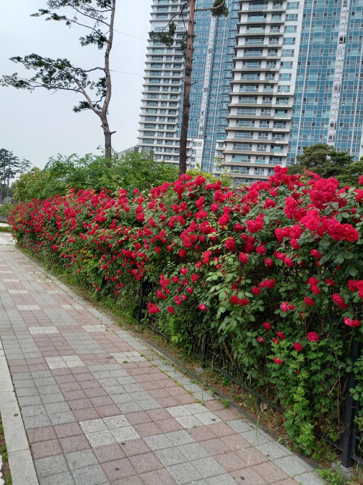 아파트 길가 장미꽃