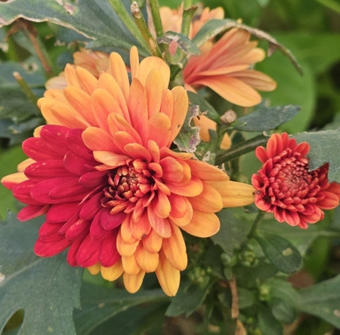 Imperfect Beauty