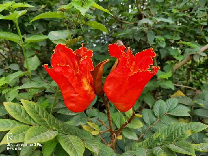 flower