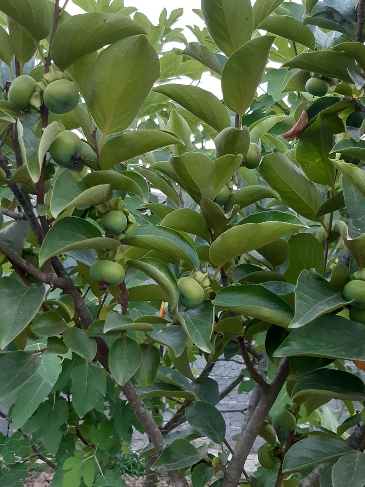 green persimmon