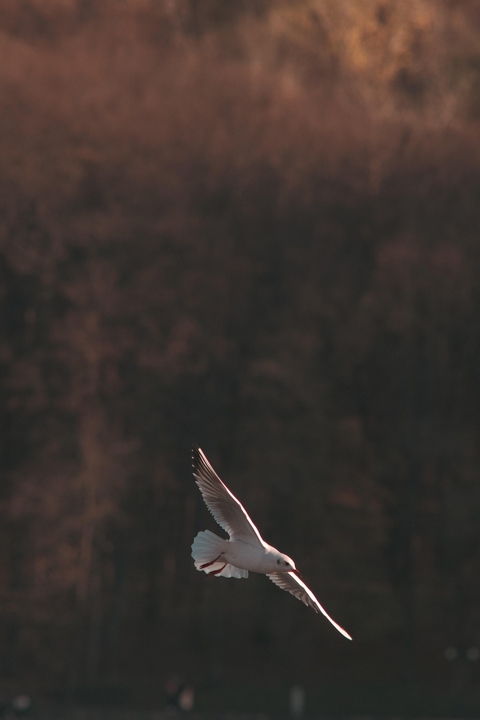 Ohne Titel